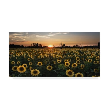 Kurt Shaffer 'Sunset On A Sunflower Field' Canvas Art,24x47